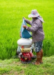 Farmers are preparing fertilizer 이미지 (461155619) - 게티이미지뱅크 Farmers are preparing fertilizer