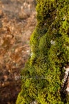 Moss Oak Bark - Musgo en Corteza de Roble 이미지 (186459445) - 게티이미지뱅크 Moss Oak Bark - Musgo en Corteza de Roble