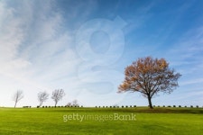 Green field with a tree and blue sky 이미지 (455170847) - 게티이미지뱅크 Green field with a tree and blue sky