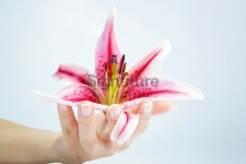 릴리 네일즈(Lily nail's) | French manicured nails with lilly 이미지 (187064053) - 게티이미지뱅크 French manicured nails with lilly