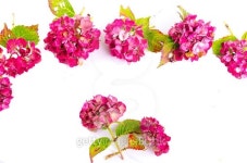 Flowers background 이미지 (515071661) - 게티이미지뱅크 Flowers background