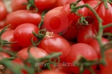 TOMATOES 이미지 (502557779) - 게티이미지뱅크 TOMATOES