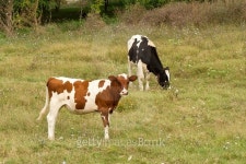Cows with black spots grazing on the meadow. 이미지 (517998607) - 게티이미지뱅크 Cows with black spots grazing on the meadow.
