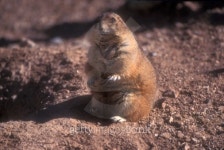 Chubby prairie dog sitting looking at camera 이미지 (482926745) - 게티이미지뱅크 Chubby prairie dog sitting looking at camera