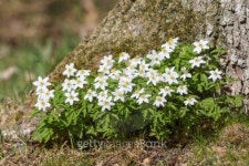 Windflowers 이미지 (466745097) - 게티이미지뱅크 Windflowers