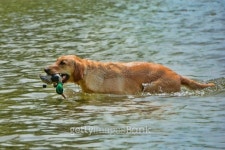 Retrieving Training 6 이미지 (497570227) - 게티이미지뱅크 Retrieving Training 6