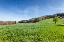 Swiss landscape 이미지 (488562313) - 게티이미지뱅크 Swiss landscape