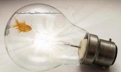 Gold fish in light bulb tank 이미지 (523138735) - 게티이미지뱅크 Gold fish in light bulb tank