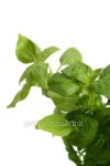 Basil. Sweet basil sprout in flower pot. 이미지 (465050515) - 게티이미지뱅크 Basil. Sweet basil sprout in flower pot.