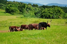 Anokle-Watusi Cattle In Chiang Mai 이미지 (522716903) - 게티이미지뱅크 Anokle-Watusi Cattle In Chiang Mai