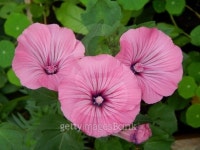 Beautiful pink flowers gladiolus. 이미지 (509256945) - 게티이미지뱅크 Beautiful pink flowers gladiolus.