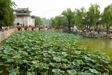 Lotos plants in Summer Palace, Beijing 이미지 (517715019) - 게티이미지뱅크 Lotos plants in Summer Palace, Beijing