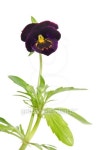 Beautiful pansy flower isolated on white background 이미지 (503238413) - 게티이미지뱅크 Beautiful pansy flower isolated on... 