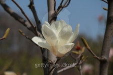White magnolia flowers 이미지 (487571707) - 게티이미지뱅크 White magnolia flowers