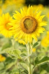 Closeup of sunflower 이미지 (489226017) - 게티이미지뱅크 Closeup of sunflower