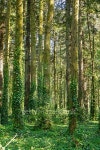 Dense green forest 이미지 (523513205) - 게티이미지뱅크 Dense green forest