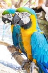 Macaw bird in the farm 이미지 (509807547) - 게티이미지뱅크 Macaw bird in the farm