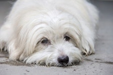 Shih tzu Thai dog 이미지 (526057581) - 게티이미지뱅크 Shih tzu Thai dog