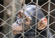 chimpanzee in the cage 이미지 (506980465) - 게티이미지뱅크 chimpanzee in the cage