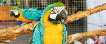 Colorful Macaw bird 이미지 (516730711) - 게티이미지뱅크 Colorful Macaw bird