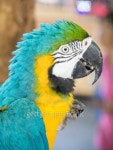 Macaw bird in the farm 이미지 (509236647) - 게티이미지뱅크 Macaw bird in the farm