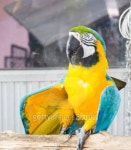 Macaw bird in the farm 이미지 (509491055) - 게티이미지뱅크 Macaw bird in the farm