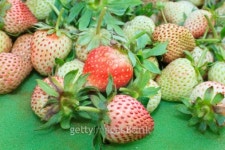 Strawberries fresh from the farm 이미지 (495300889) - 게티이미지뱅크 Strawberries fresh from the farm
