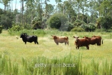 cows in field 이미지 (477598475) - 게티이미지뱅크 cows in field