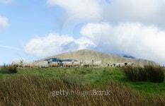 sheep on horizon 이미지 (517729793) - 게티이미지뱅크 sheep on horizon