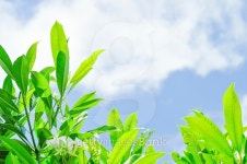 tree,sky,green leaf,white flower and cloud 이미지 (522820907) - 게티이미지뱅크 tree,sky,green leaf,white flower and cloud