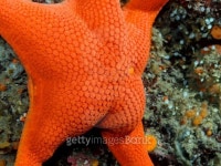(주)스타투미디어(STAR2 MEDIA Co.,Ltd.) | Vermillion Star (Mediaster aequalis) 이미지 (465449873) - 게티이미지뱅크 Vermillion Star (Mediaster aequalis)