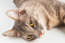Grey cat closeup 이미지 (464925577) - 게티이미지뱅크 Grey cat closeup