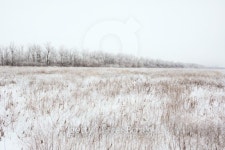 Winter snowy landscape 이미지 (474638645) - 게티이미지뱅크 Winter snowy landscape
