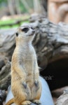Suricate or meerkat standing in alert position 이미지 (478066699) - 게티이미지뱅크 Suricate or meerkat standing in alert position