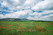 Field with red poppies. 이미지 (478561133) - 게티이미지뱅크 Field with red poppies.