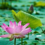 Summer blooming lotus 이미지 (501242493) - 게티이미지뱅크 Summer blooming lotus