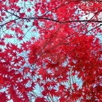 Red Fall Foliage and the Blue Sky 이미지 (523378417) - 게티이미지뱅크 Red Fall Foliage and the Blue Sky