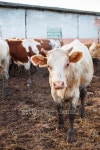 Cow on a Russian farm. 이미지 (492302649) - 게티이미지뱅크 Cow on a Russian farm.