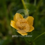 주식회사 버터블라썸 | Buttercup blossom 이미지 (486762177) - 게티이미지뱅크 Buttercup blossom