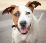Very Friendly White and Red Mixed Breed Dog 이미지 (493224185) - 게티이미지뱅크 Very Friendly White and Red Mixed Breed Dog