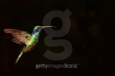 Green violetear hummingbird in flight 이미지 (494742629) - 게티이미지뱅크 Green violetear hummingbird in flight