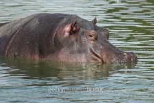 Hippo 이미지 (507617175) - 게티이미지뱅크 Hippo