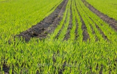 grain plants 이미지 (517924867) - 게티이미지뱅크 grain plants