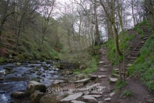 Woodland path 이미지 (494781003) - 게티이미지뱅크 Woodland path