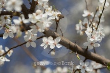 Bee on a Wild Cherry Flowers 이미지 (485921195) - 게티이미지뱅크 Bee on a Wild Cherry Flowers