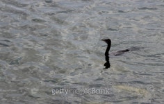 Comb Duck in Lake 이미지 (507919035) - 게티이미지뱅크 Comb Duck in Lake