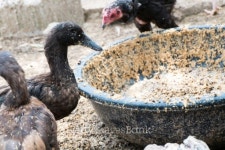 Duck Farm 이미지 (501649427) - 게티이미지뱅크 Duck Farm
