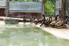 Duck Farm 이미지 (501963725) - 게티이미지뱅크 Duck Farm