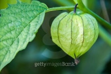 Close up of a tomatillo or Mexican Husk Tomato 이미지 (518525451) - 게티이미지뱅크 Close up of a tomatillo or Mexican Husk Tomato