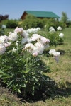 White peony flowers in the garden with summer house 이미지 (475224221) - 게티이미지뱅크 White peony flowers in the garden... 